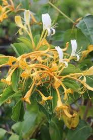 Image result for Lonicera