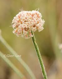 Image result for Eriosema pauciflorum