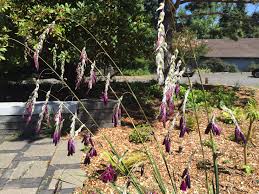 Image result for Dierama formosum × plowesii
