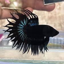 stunning king crowntail betta fish betta fish tank cool fish tanks betta fish
