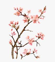 Draw lines from the circle outwards to form the filaments. Twig Drawing Cherry Blossom Cherry Blossom Drawing Painting Hd Png Download Kindpng