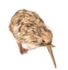 Maybe you would like to learn more about one of these? Kiwi Bird The National Symbol Of New Zealand Visa First Blog