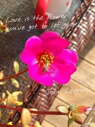 14 romantic quotes for your beloved on valentine's day. Celebrity Quotes Love Is The Flower You Ve Got To Let Grow John Lennon Quotess Bringing You The Best Creative Stories From Around The World