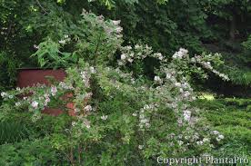 Image result for Deutzia hybrida Pink Pompon