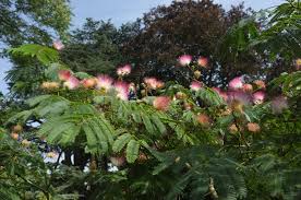 Image result for Albizia brevifolia