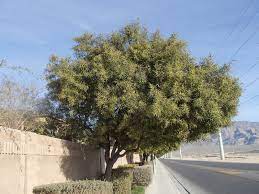 Maybe you would like to learn more about one of these? Xtremehorticulture Of The Desert African Sumac Too Close To A Wall