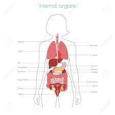 Human anatomy internal organs diagram+female. Vector Isolated Illustration Of Human Internal Organs In Female Royalty Free Cliparts Vectors And Stock Illustration Image 121912321
