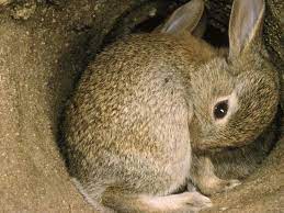 10 Hewan Penggali Tanah Ada Penguin Hingga Rubah Di 2021 Hewan Penguin Rubah Merah