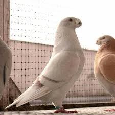 Jozef Sullot Adli Kullanicinin Posta Guvercini Racing Pigeon Panosundaki Pin Guzel Kuslar Kus