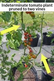 The determinate tomato plant is often grown in a cage or even without support, as it has a more compact shape. How To Care For Determinate Vs Indeterminate Tomatoes You Should Grow