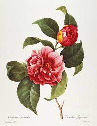 Camellia 1833 By Granger Botanical Drawings Botanical Illustration Flower Art