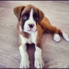 Anika boxer dog, adorable! | Cute dog pictures, Boxer puppies, Boxer dogs