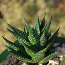 Image result for Haworthia limifolia