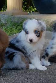 Not a great dog for apartment living, the aussie enjoys roaming free and having a job to do. Australian Shepherd Puppies Florida Petfinder