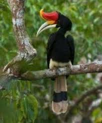 Ini adalah produk kopi untuk men. Burung Kenyalang In Tamil