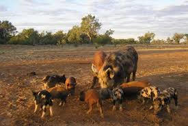 Moles, squirrels, skunks, deer, and rabbits. Declared Animal Pests Agriculture And Food