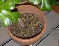 盆栽用盆土potting soil 不能用花園用的土top soil 甚至不能用堆肥土compost manure 盆栽土消過毒 沒有病菌 亦不易生霉菌 一般是帶酸性的