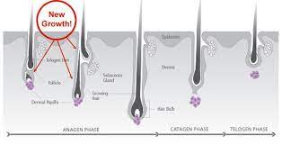 After Your Brazilian Waxing Appointment Hair Growth Charts Brazilian Waxing Waxing