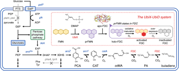 The customized packaging division of the d'nonce group of companies was started by attractive venture sdn bhd. Direct 1 3 Butadiene Biosynthesis In Escherichia Coli Via A Tailored Ferulic Acid Decarboxylase Mutant Nature Communications