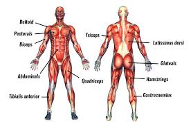 The muscles in the body support movement, help maintain posture, and circulate blood and other substances throughout the body. Major Muscles Of The Human Body Teachpe Com