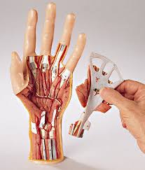 Image result for Hand Anatomy
