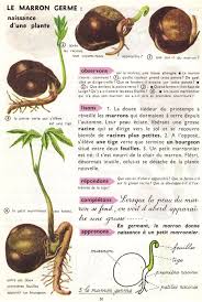 Lecons De Choses Le Marron Germe Naissance D Une Plante Lecon De Choses Plante Identification Des Arbres