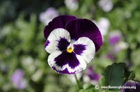 Scriptures Praise Pansies Flowers Flower Pictures Pansies