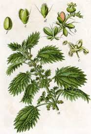 Image result for Urtica