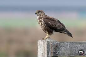 Het verenkleed kan wit zijn, tabaksbruin, vlasblond of grauw. Buizerd Wmnatuurfotografiewm Natuurfotografie