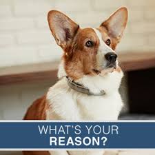 Maybe you would like to learn more about one of these? Seresto Flea Tick Collar Small Dog Flea Collars Petsmart