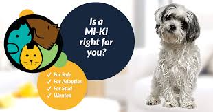 We did not find results for: Mi Ki Dog Breed Ukpets