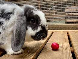 They provide a nutritional snack, high in vitamins and minerals and low in sugar. Can Rabbits Eat Radishes New Rabbit Owner
