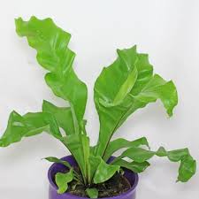 Browse flower shop network's pictures of house plants to order a beautiful house plant either as a gift or as a treat for yourself. Indoor And Tropical Plants Identification