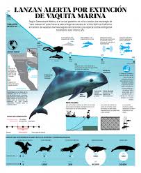 Por lo tanto, estamos ante una especie en peligro de extinción inminente, por muchas medidas de conservación que se han aprobado en os. La Vaquita Marina Esta Al Borde De La Extincion Tianos
