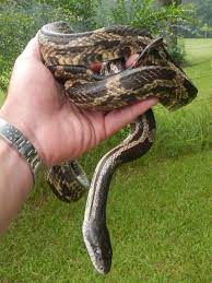 There are essentially five species of snake that are identified as a chicken snake. 5 Snakes You May Encounter This Summer