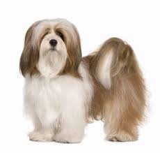 Maybe he could explain why mido and casey don't like being close together. Lhasa Apso High Maintenance Intelligent And Loyal Dog Breed