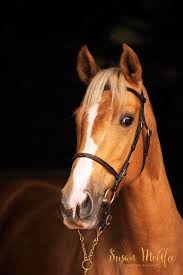 Susan McAfee Photography