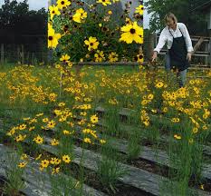 South florida can be a difficult place to get plants to grow well in the summertime. Florida Native Plants Nursery