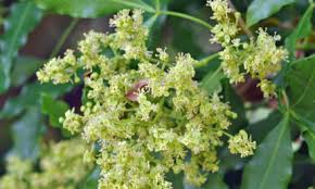 Image result for Galpinia transvaalica