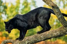 Panther is known as black jaguar in latin america, as black leopard in asia and africa, and as black cougar in north america. Desvelado El Misterio De La Pantera Negra De Granada Andalucia
