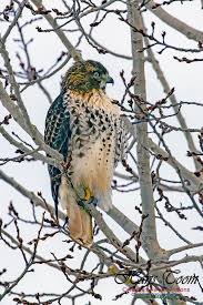 Nova Scotia Bird With Red On Back Of Head Bald Eagles And Red Tailed Hawk Aves Animales Ranas