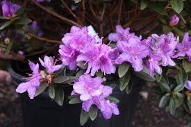 Shrubs Hickory Hollow Nursery And Garden Center Deer Resistant Plants Shrubs Evergreen Shrubs