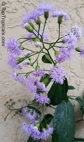 Image result for Vernonia sutherlandii