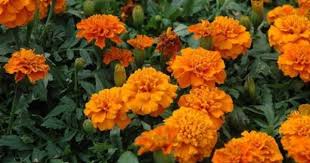 pin on marigolds