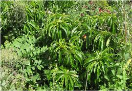 See more ideas about shrubs, plants, zone 7. Creating A Food Forest My Smart Garden