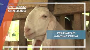 We did not find results for: Api Obor Menjaga Higienis Kandang Kambing Etawa Senduro Lumajang Jawa Timur