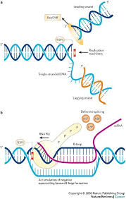Tj Topoisomerases Are Enzymes That Regulate The Overwinding Or Underwinding Of Dna The Winding Problem Of Dna Arises Due To The Intertwined Nature O Bioquimica