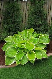 Check spelling or type a new query. Winter Snow Hosta I Need One Right Now Hostas Hosta Gardens Shade Plants