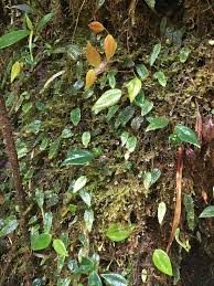 Image result for Elaphoglossum aubertii