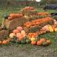 Pumpkin Patch and Farm Fun at Novelty Hill Farm event image